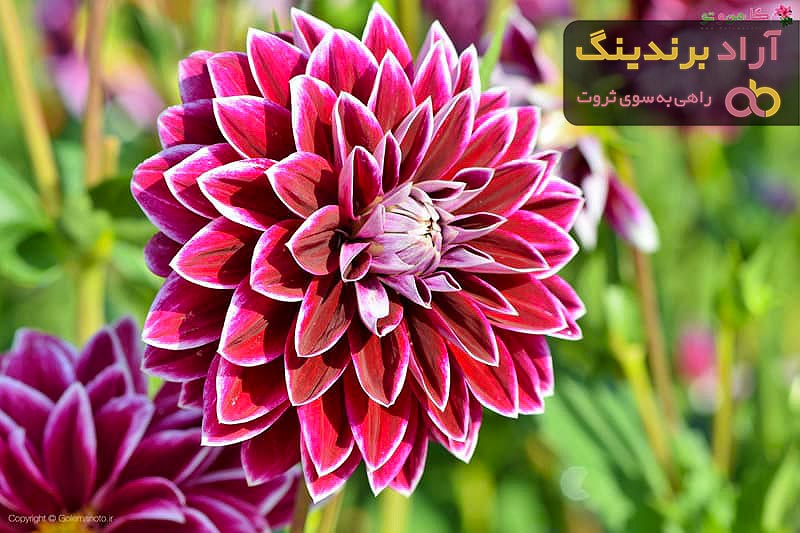 خرید و قیمت روز گل کوکب