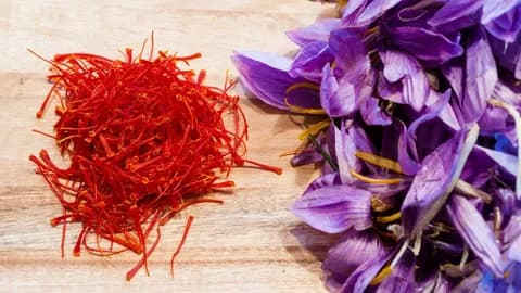 قیمت زعفران سحر خیز ترب + پخش تولیدی عمده کارخانه