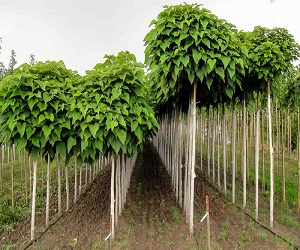 خرید انواع نهال شلیل با بهترین قیمت