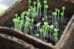 قیمت خرید نهال شلیل زودرس + مشخصات، عمده ارزان