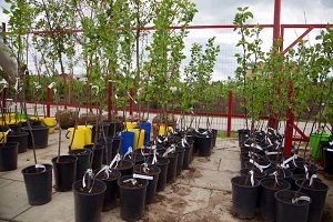 نهال شلیل قرمز + قیمت خرید، کاربرد، مصارف و خواص