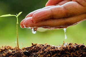 قیمت خرید نهال شلیل سفید + تست کیفیت