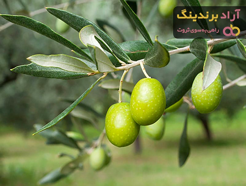 قیمت خرید زیتون سیاه ترکیه + راهنمای استفاده