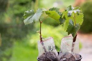 نهال انگور یاقوتی رومی | خرید با قیمت ارزان