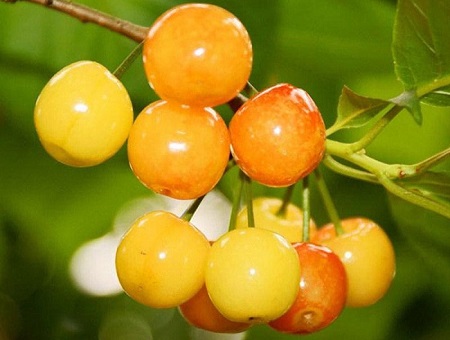 خرید انواع گیلاس زرد ارومیه + قیمت