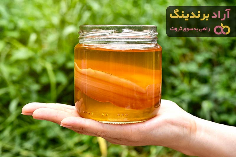 قیمت کامبوجا قارچ + خرید انواع متنوع کامبوجا قارچ