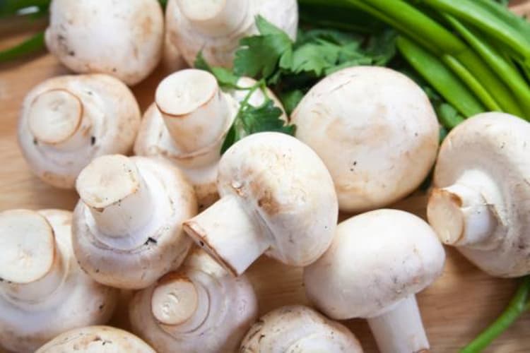 قیمت خرید قارچ خوراکی جنگلی + خواص، معایب و مزایا