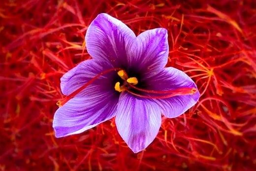 قیمت زعفران سرگل شکسته از تولید به مصرف