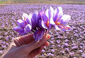 خرید جدیدترین انواع زعفران توکلی از معتبرترین برندهای دنیا