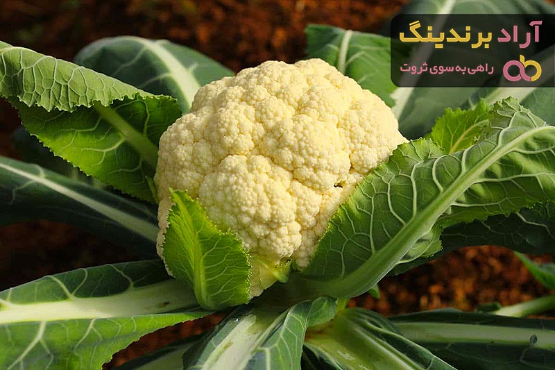 خرید گل کلم بروکلی + قیمت عالی