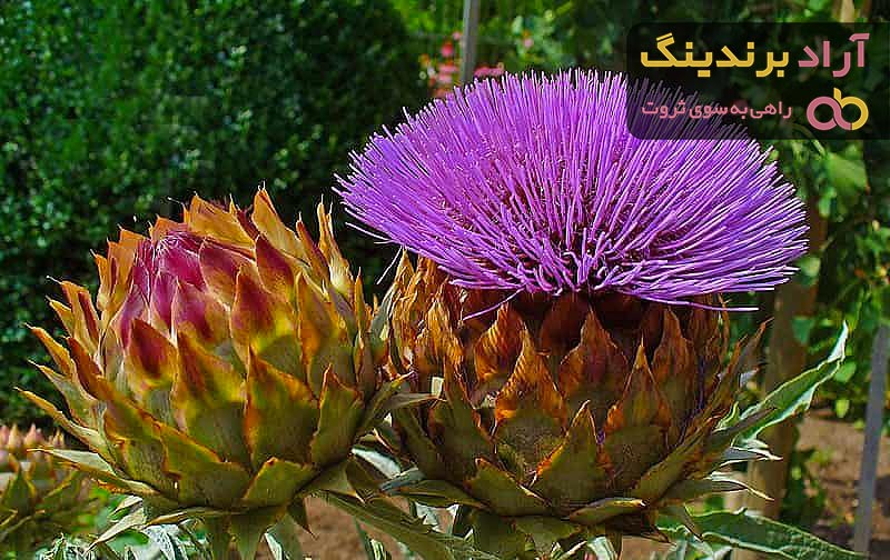 قیمت خرید آرتیشو خاردار + راهنمای استفاده