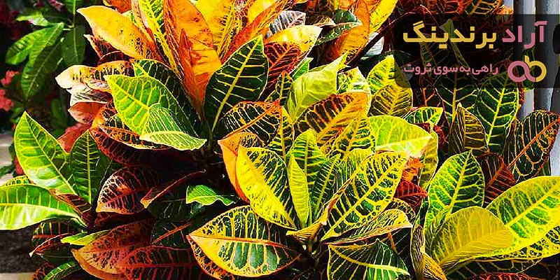 ویژگیهای گیاهان آفتاب دوست و معرفی چند نمونه آن