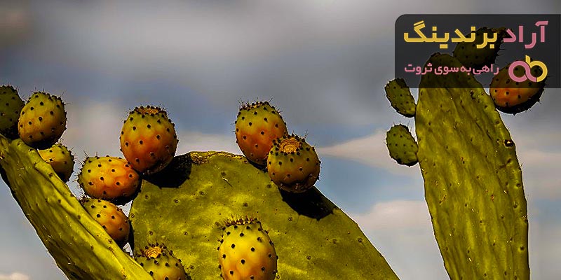 معرفی انواع میوه کاکتوس و فواید بی نظیر دارویی آن