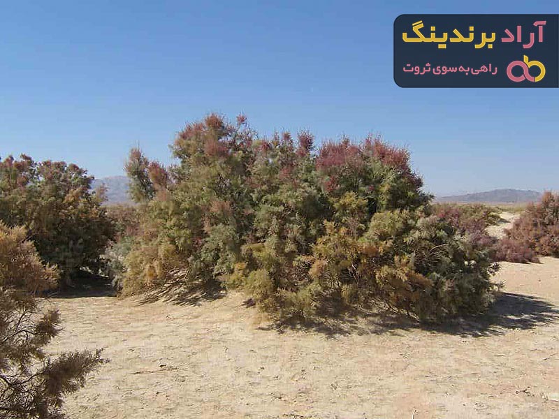 خرید بهترین انواع انگبین مظفری با قیمت ارزان