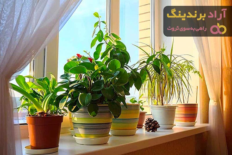 قیمت گل و گیاه طبیعی برای آپارتمان های لوکس با ارسال فوری