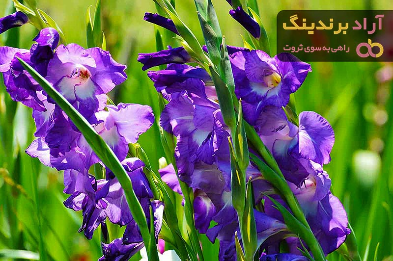 گل گلایل چیست؟ + قیمت خرید گل گلایل