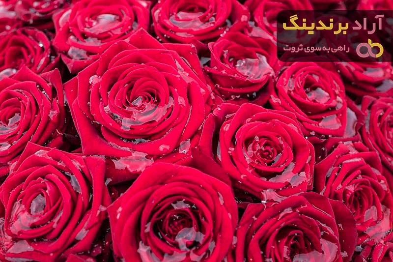 قیمت رز هلندی دو رنگ از تولید به مصرف