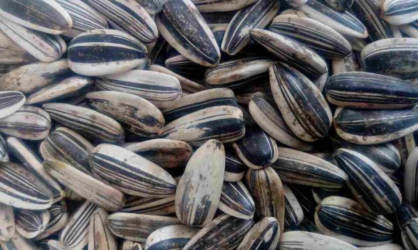 قیمت خرید تخمه آفتابگردان دور سفید + خواص، معایب و مزایا