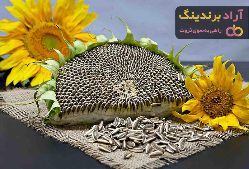 قیمت خرید تخمه آفتابگردان سنقری + تست کیفیت