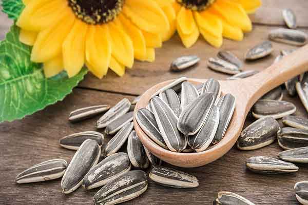 تخمه آفتابگردان خام برای لاغری