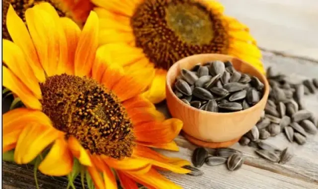 طبع تخمه آفتابگردان شور | خرید با قیمت ارزان