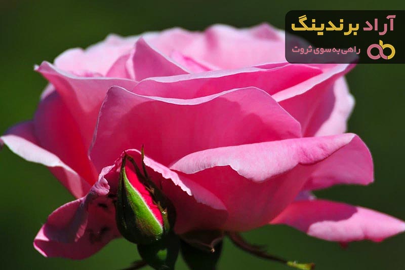 مناسب ترین قیمت گل رز دو رنگ در دی ۱۴۰۱