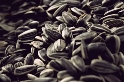 خرید و قیمت مغز تخمه آفتابگردان مزمز