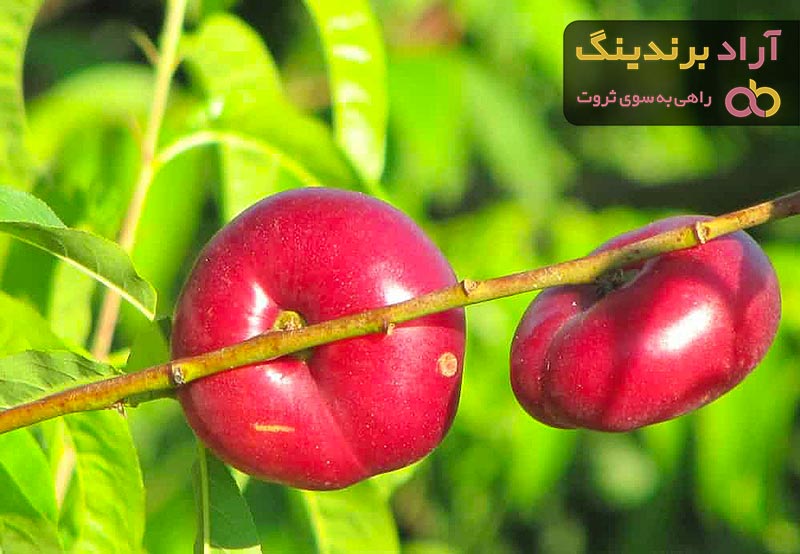 معرفی شلیل انجیری تازه + بهترین قیمت خرید