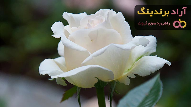 قیمت خرید رز هلندی سفید + مشخصات، عمده ارزان