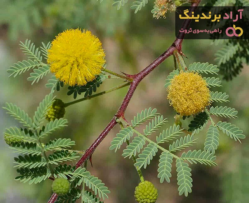 قیمت خرید آکاسیا برگ بیدی + مشخصات، عمده ارزان