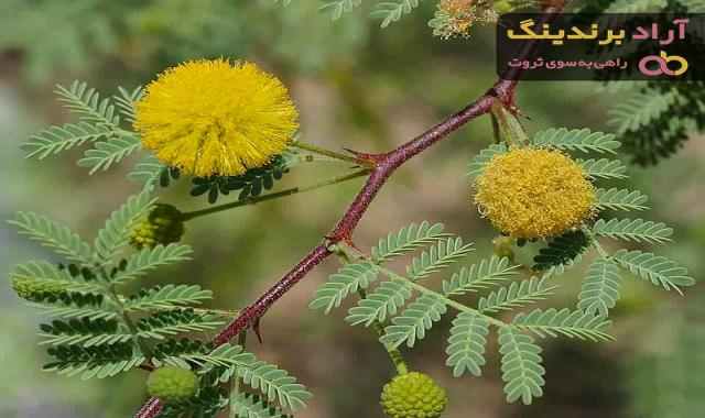 قیمت خرید آکاسیا برگ بیدی + مشخصات، عمده ارزان