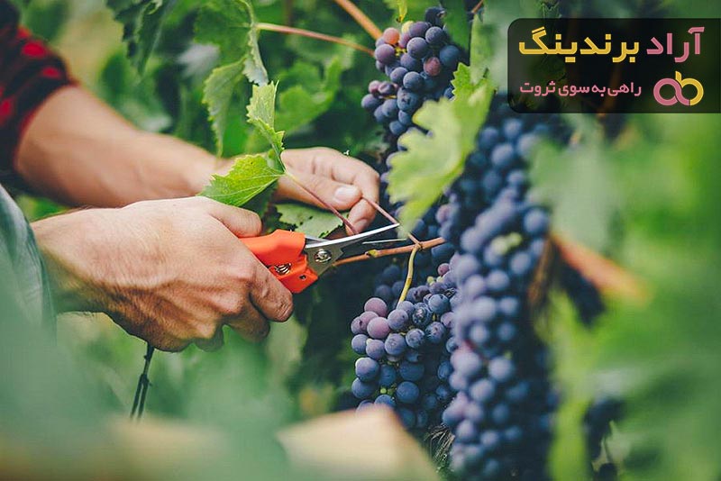 قیمت خرید انگور کشمش پلویی + راهنمای استفاده
