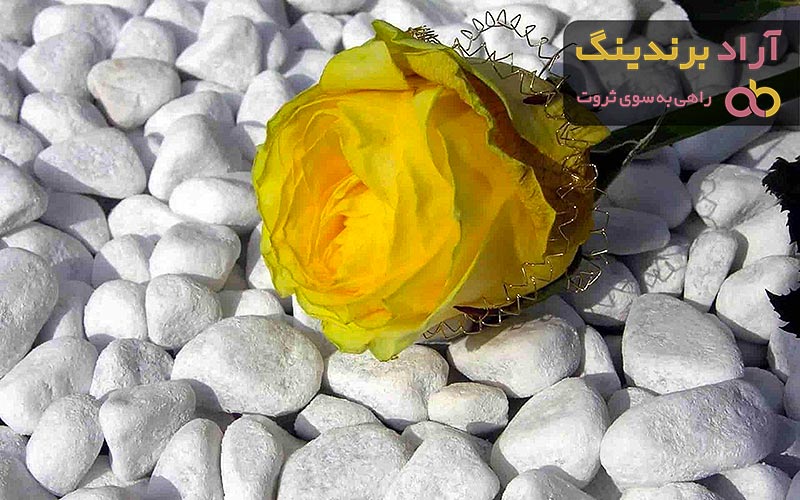 خرید انواع گل رز زرد + قیمت