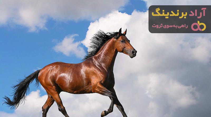 قیمت اسب زانگرشاید