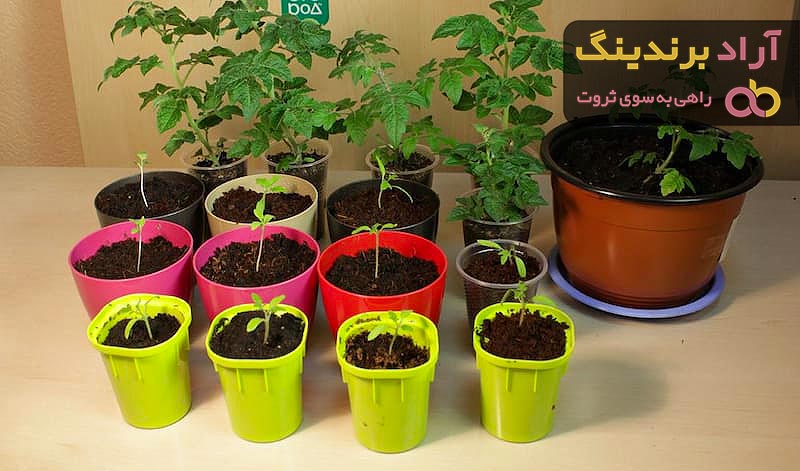 گلدان پلاستیکی گلخانه ای در رنگ بندی های مختلف و جنس عالی