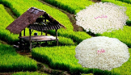 خرید برنج طارم هاشمی مازندران + بهترین قیمت