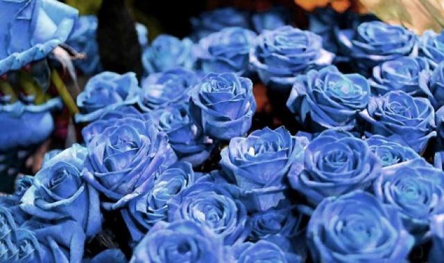 قیمت و خرید سبد گل رز مینیاتوری + فروش ارزان