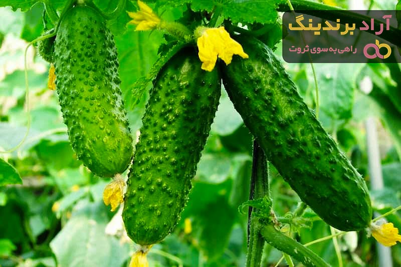 مشخصات خیار بوته ای خاردار + قیمت خرید