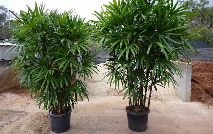 نهال درخت خرما در گلدان