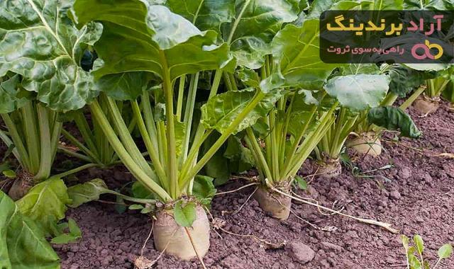 خرید و قیمت بهترین انواع  چغندر