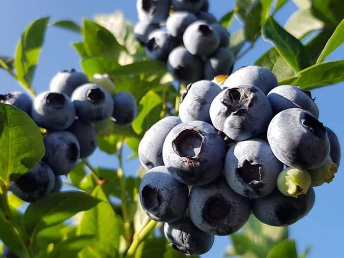 خرید بلوبری پاکوتاه | فروش انواع بلوبری پاکوتاه با قیمت مناسب