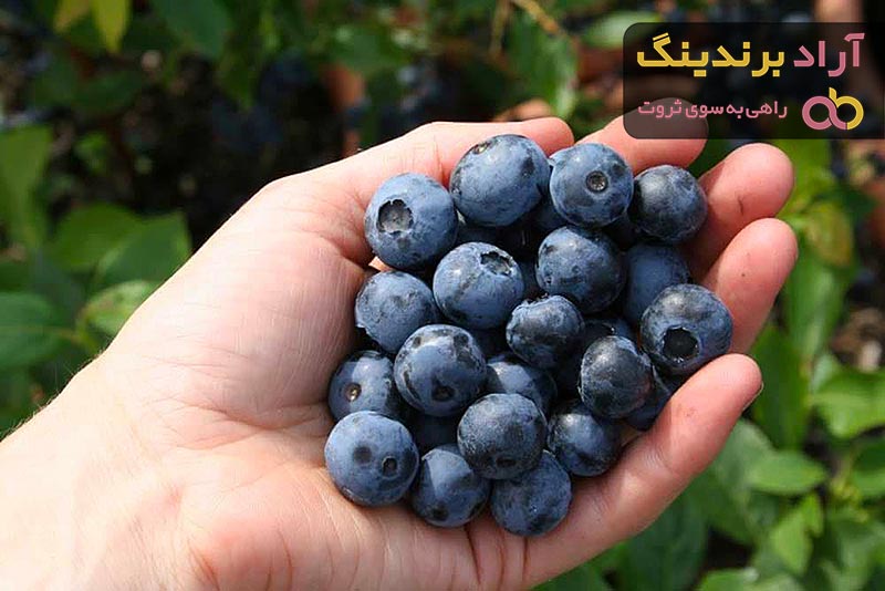 خرید انواع بلوبری انگلیسی با بهترین قیمت