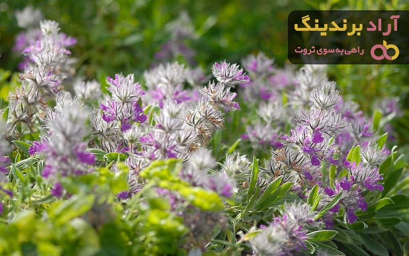 قیمت خرید چای کوهی + مزایا و معایب