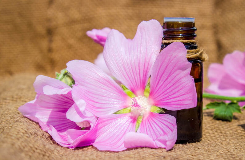 قیمت و خرید اسانس گیاه پنیرک خوراکی + فروش ارزان