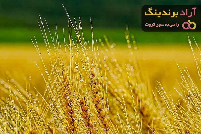 قیمت خرید جو دامی روس + تست کیفیت