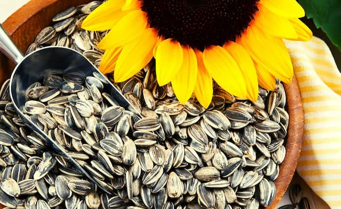 خرید و قیمت انواع تخمه آفتابگردان ایرانی