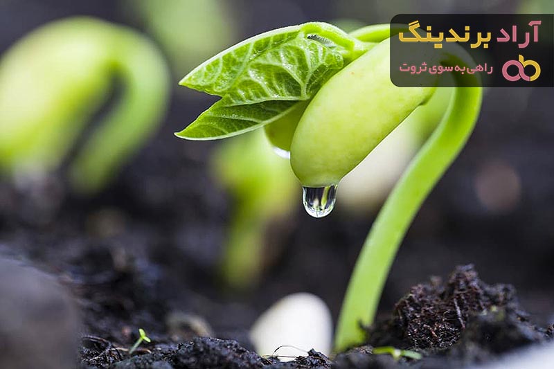خرید و قیمت بذر لوبیا چیتی بوته ای