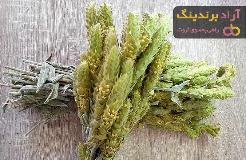 قیمت خرید چای کوهی ملایر + خواص، معایب و مزایا