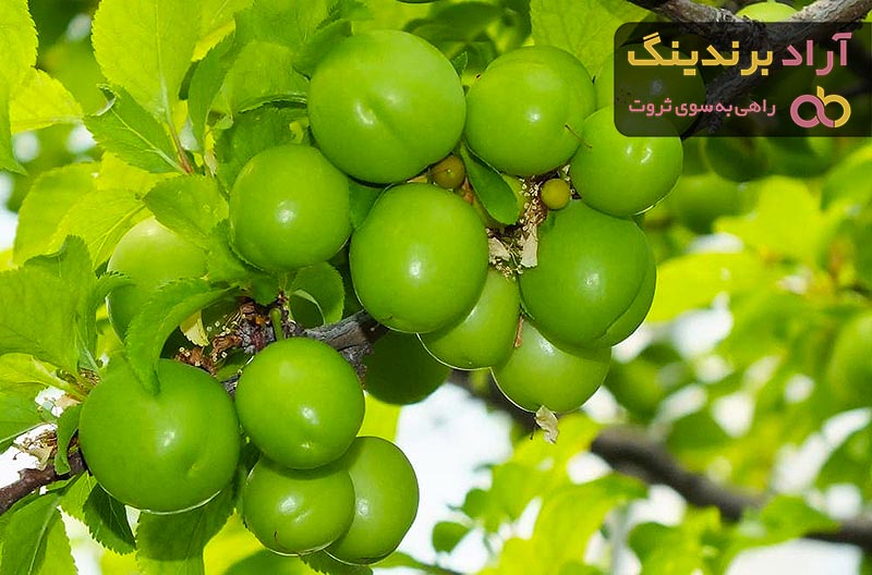 آشنایی با گوجه سبز + قیمت استثنایی خرید گوجه سبز