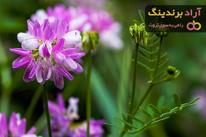 قیمت خرید گل یونجه قرمز + خواص، معایب و مزایا